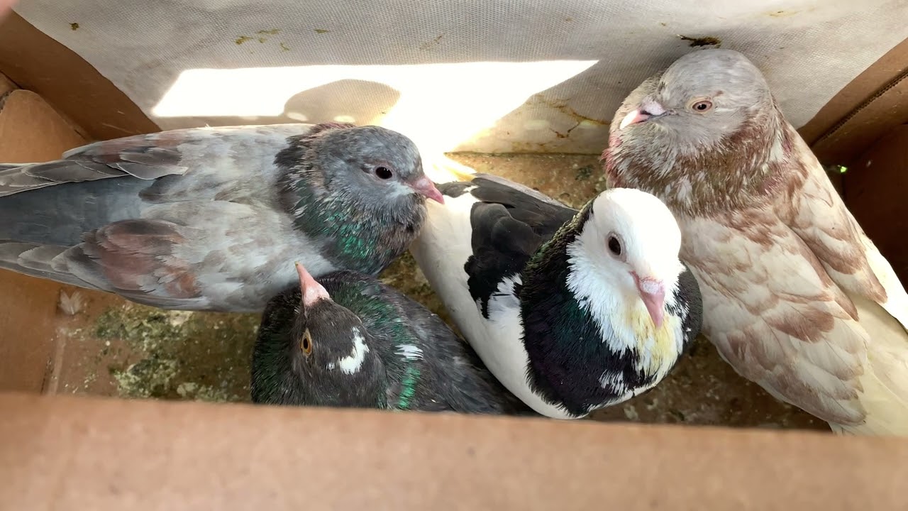 Unboxing Roller Pigeons (Turner Bloodline)
