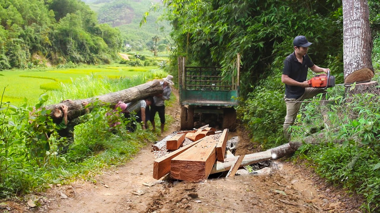 The journey of cutting trees for wood - BUILD LOG CABIN in the farm | Daily life - DC