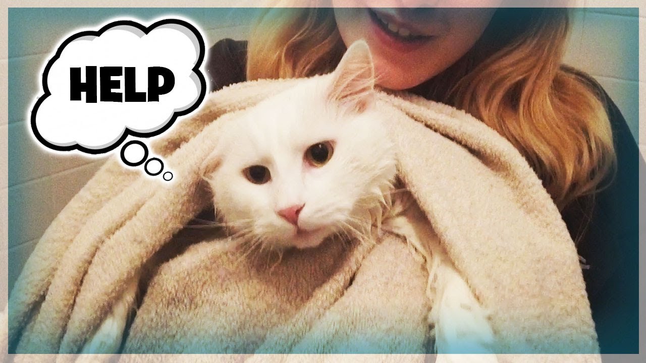 MON CHAT PREND UN BAIN !