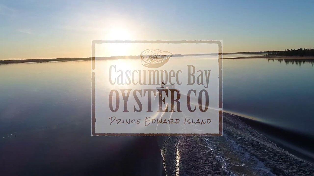 YOU&rsquo;RE GOING TO LOVE OUR OYSTERS | Cascumpec Bay Oyster Co | Prince Edward Island Oyster Farming