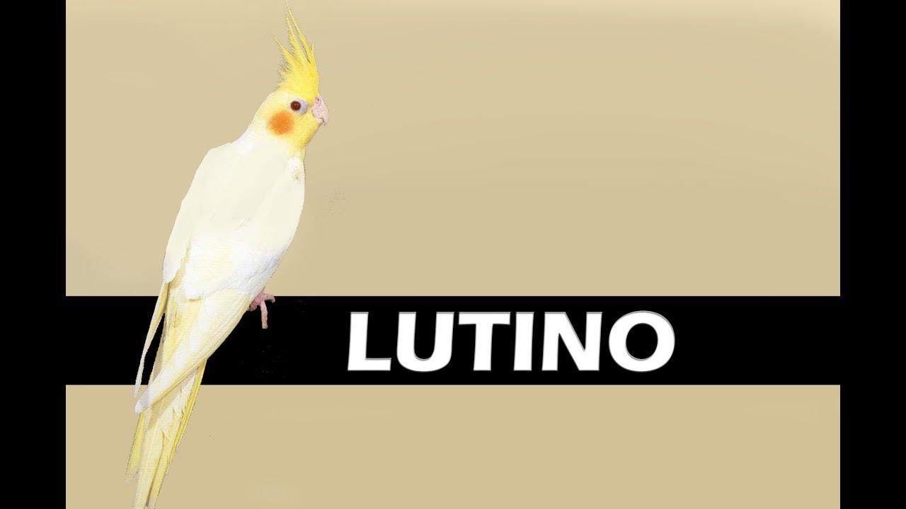 Venha conhecer mais de perto a mutação LUTINO