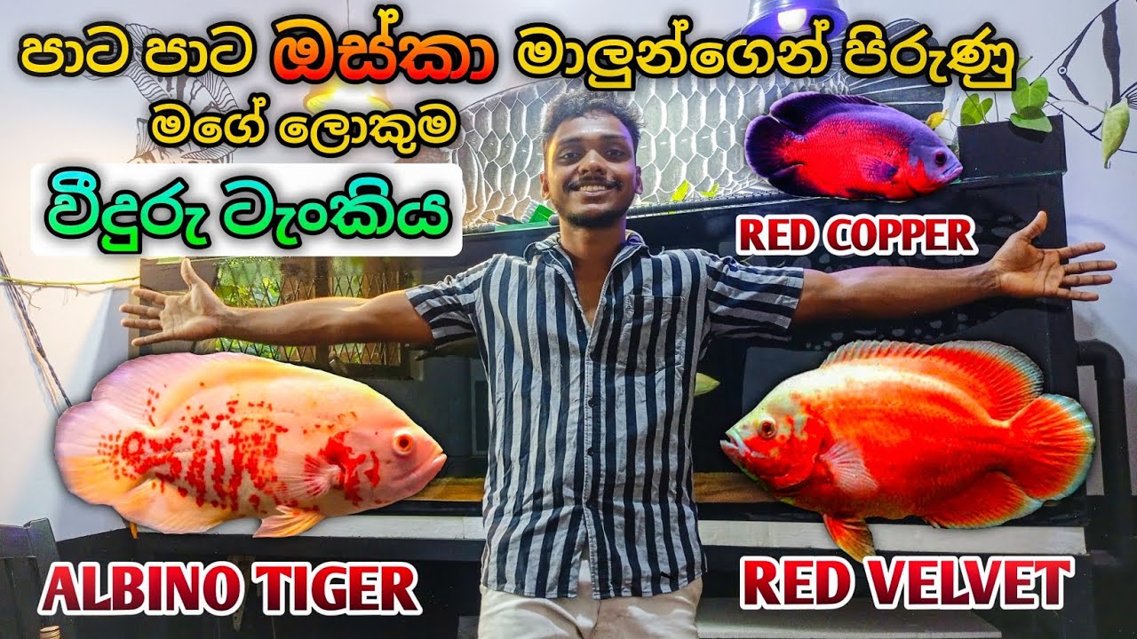 පාට පාට ඔස්කා මාලුන්ගෙන් පිරුණු මගේ ලොකුම වීදුරු ටැංකිය | My New Oscar Collection 😋