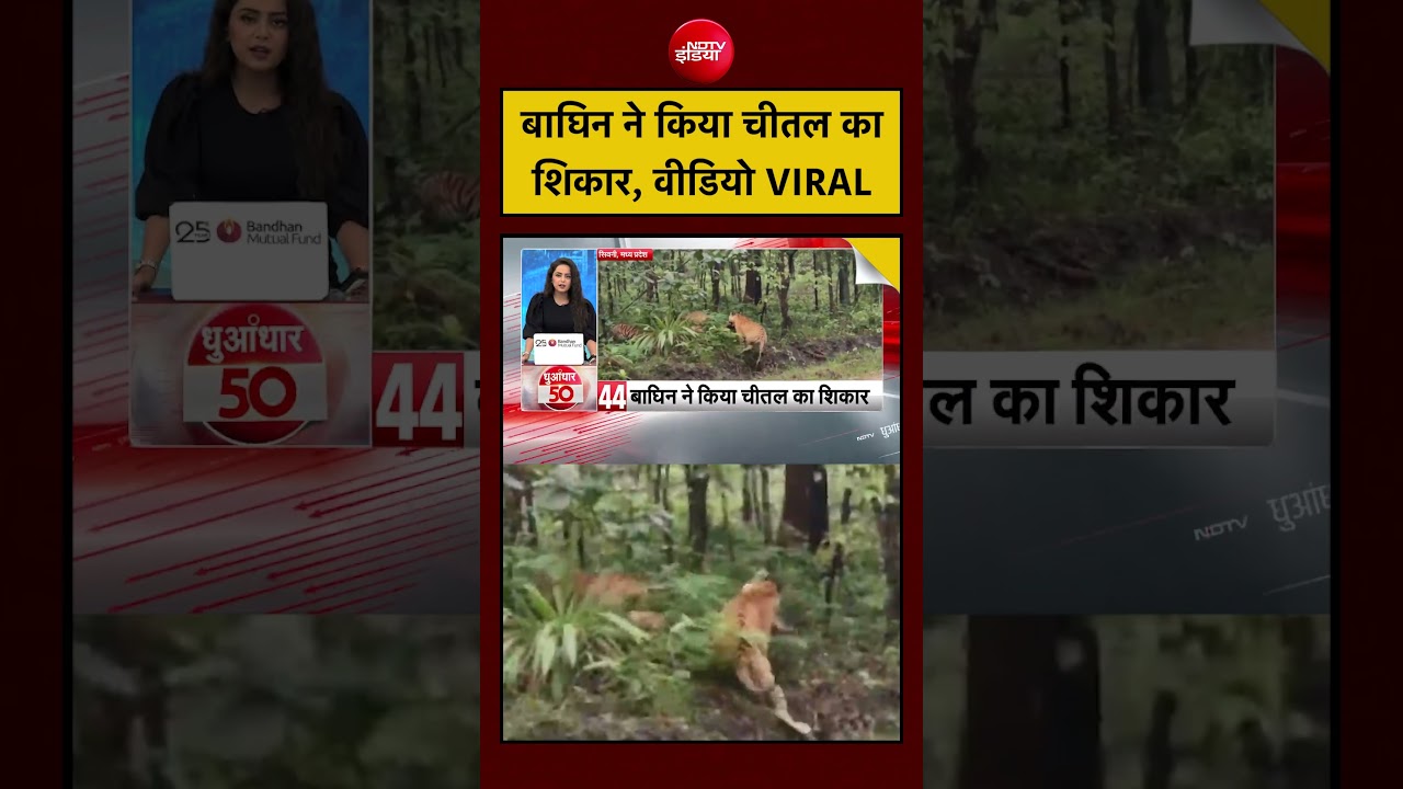 बाघिन ने किया चीतल का शिकार, वीडियो VIRAL | Madhya Pradesh News | #tiger #shorts #ndtvindia #viral