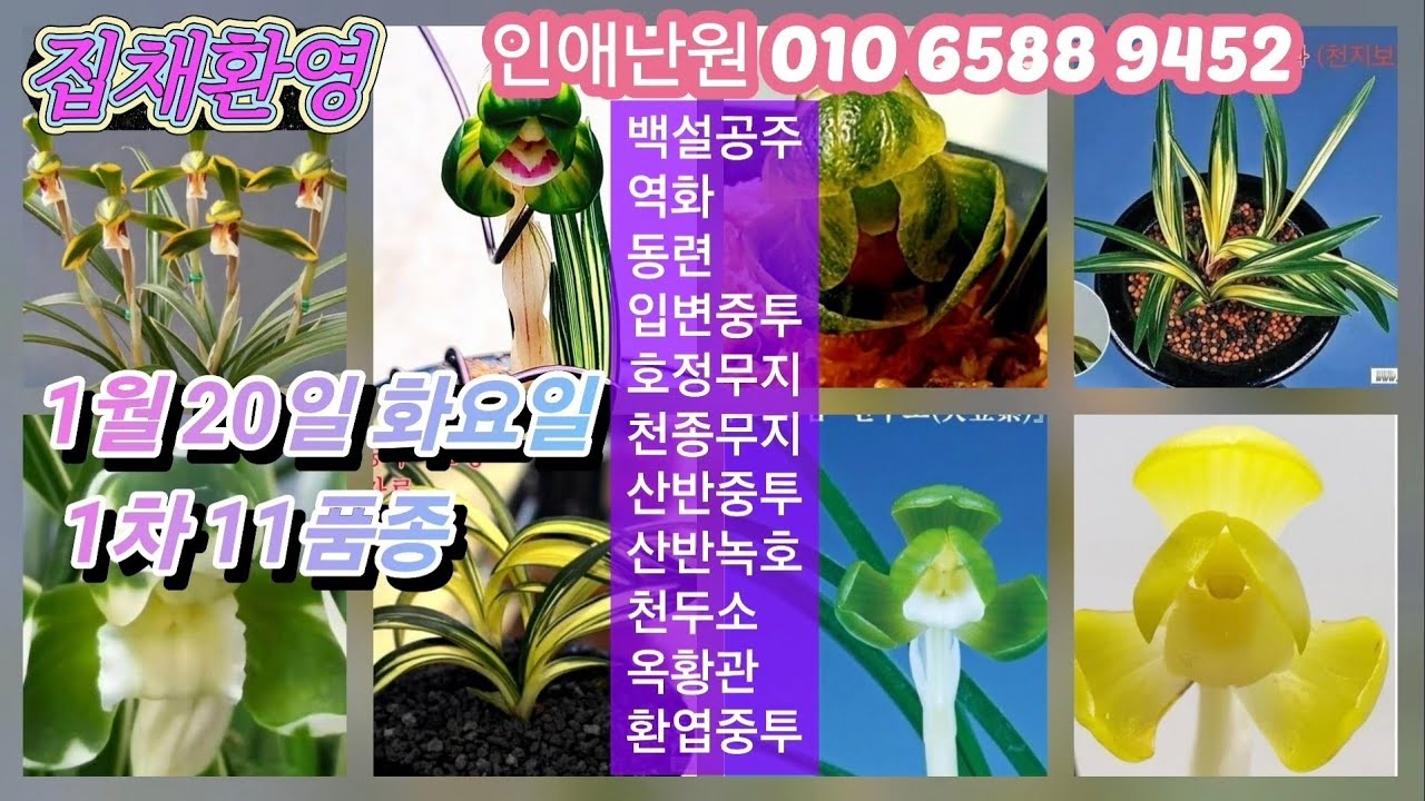 1월 20일 화/1차 백설공주 역화 동련 입변중투 호정무지 천종무지 산반중투 산반녹호 천두소 옥황관 환엽중투 11품종 판매합니다