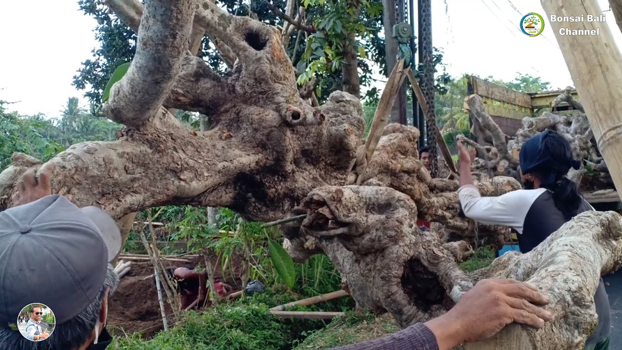 Teknik dan Cara Tanam 4 Batang Pohon Kamboja Fosil