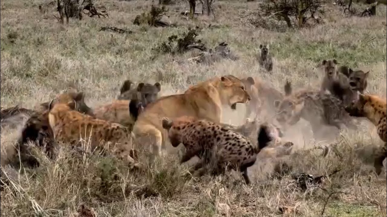 hyenas group attacking the lioness and male lion over food video