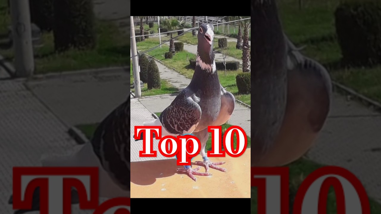 Top 10 high fly pigeons 🔥💯😱🇮🇳#kabootar #bird #kabootr #birdspecies #short #ytviral #yt #top10