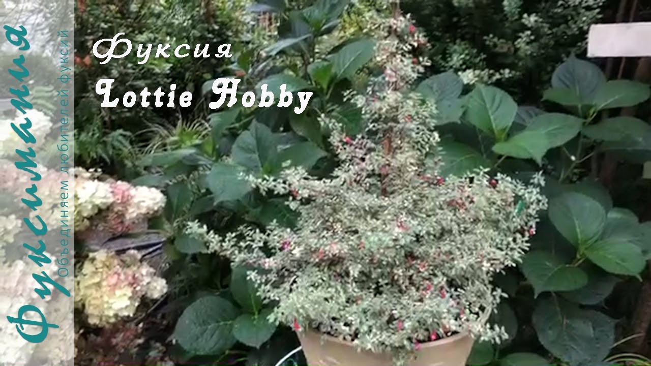Новогодняя фуксия Lottie Hobby