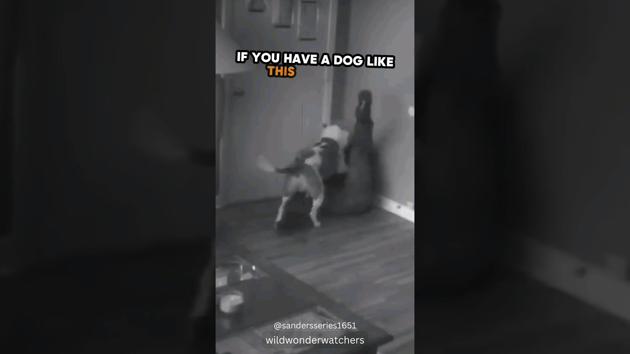 Brave Dog Protects Owner From Intruder 👍
