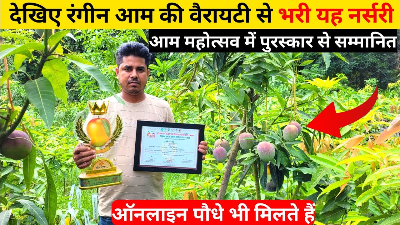 देखिए रंगीन आम की वैरायटी से भरी यह नर्सरी | आम महोत्सव में सम्मानित | ऑनलाइन पौधे भी मिलते हैं
