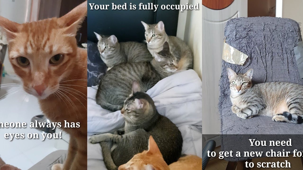 Life with 10 Cats | CatsLifePH