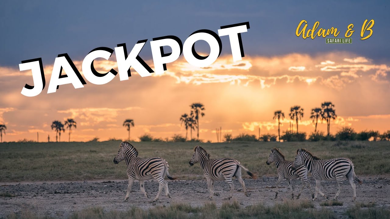 Sunset Zebra Photography | Njuca Camp, Makgadikgadi National Park, Botswana | SafariLife S1Ep33