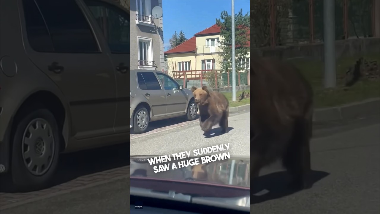 They saved everyone from a bear in their neighborhood ❤️