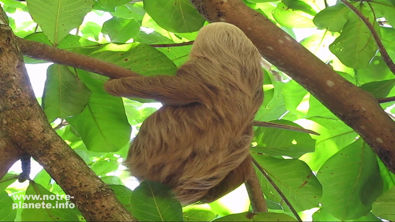 Le paresseux (bradypus variegatus)
