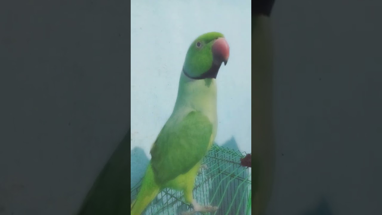 मिट्ठू केक मेले को नहीं दे रहा है मिट्ठू #funny #indiamemes #latestmeme video Jharkhand