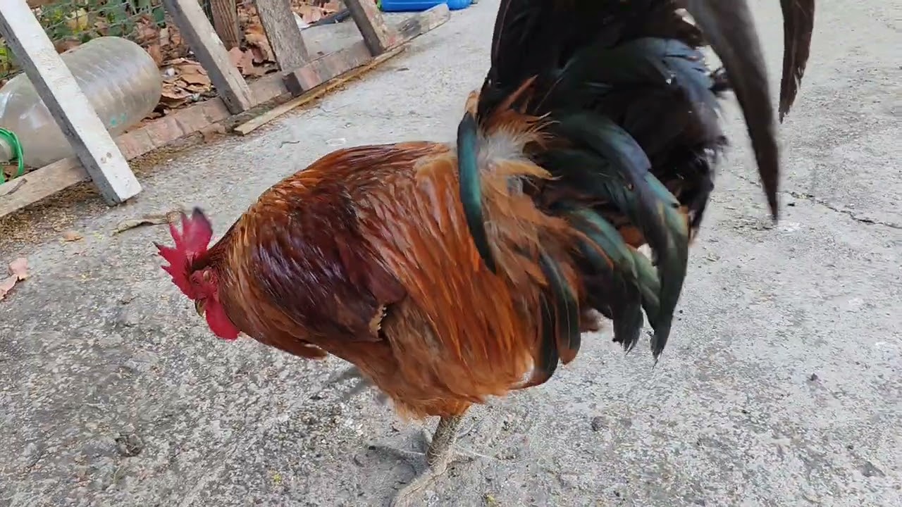 One year old rhode island red chicken