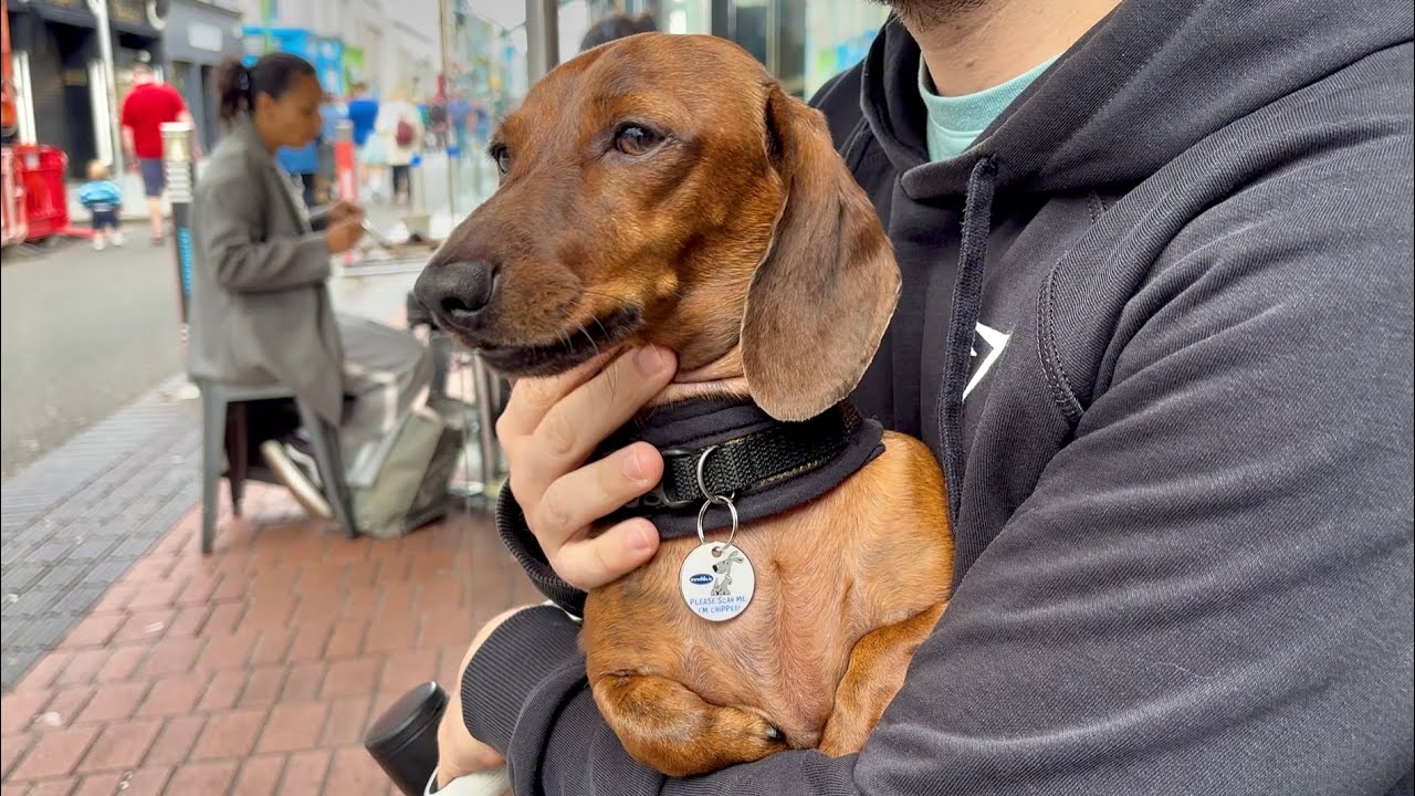 Mini dachshund goes on a weekend adventure