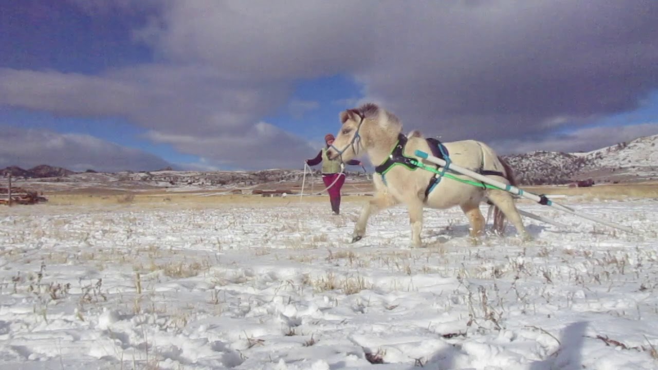 It's Time to Canter in the Travois for Zorro!