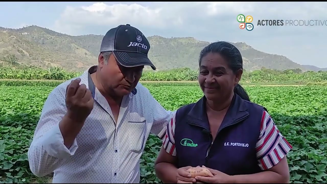 Camote, la nueva alternativa para la producción familiar