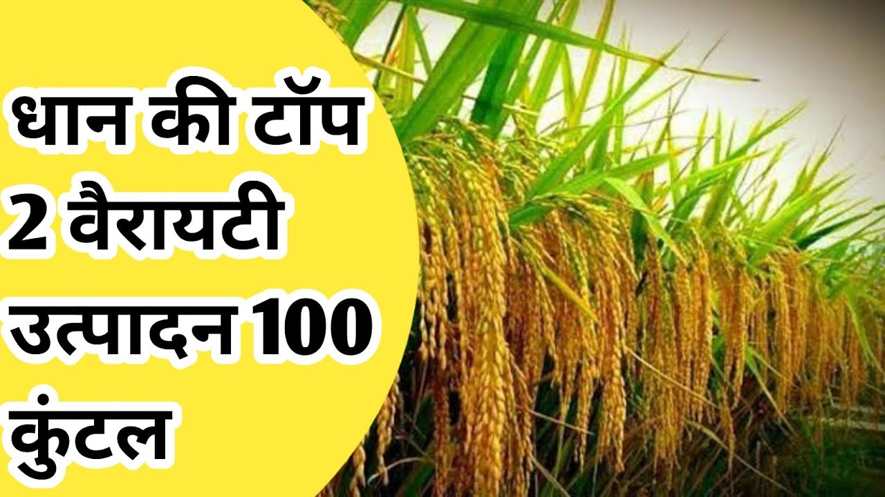 धान की टॉप 2 वैरायटी उत्पादन 100 कुंटल प्रति एकड़ । टॉप 2 Variety paddy seeds । Paddy farming hybrid