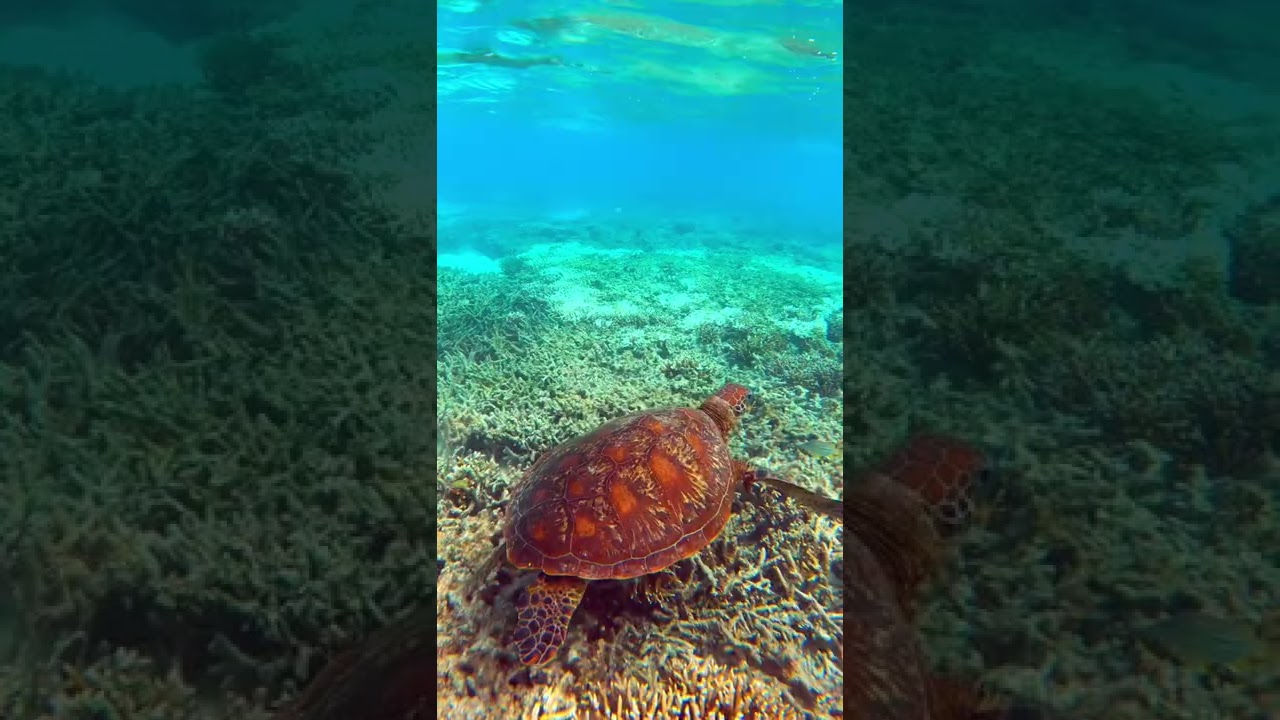 The magnificent #turtle (filmed with #gopro )