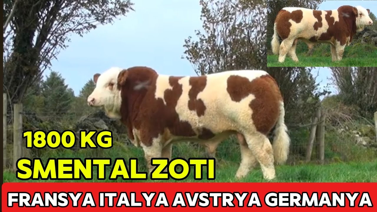 SMENTAL BUQASI NECHI TONNAGACHA GOSHT QILADI SIGIRI 52 TONNA SUT MAXSULOTI ANA XOLOS
