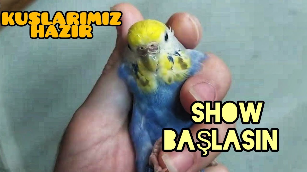 Bakıcı Kuşlarımızı Eşledik l Çiftlesmeler Hemen Başladı l Hamsi Kanat, Rainbow Çiftler