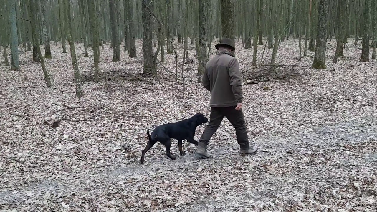 Podstawowe komendy - gończe polskie Bella i Beta