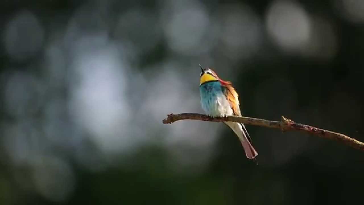 Bitininkas (Merops apiaster) European Bee-eater, Золотистая щурка