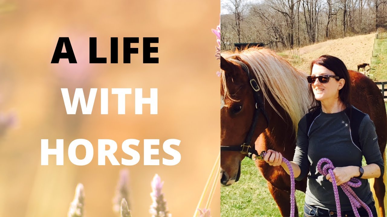 A Life With Horses; How to get involved with horses today!