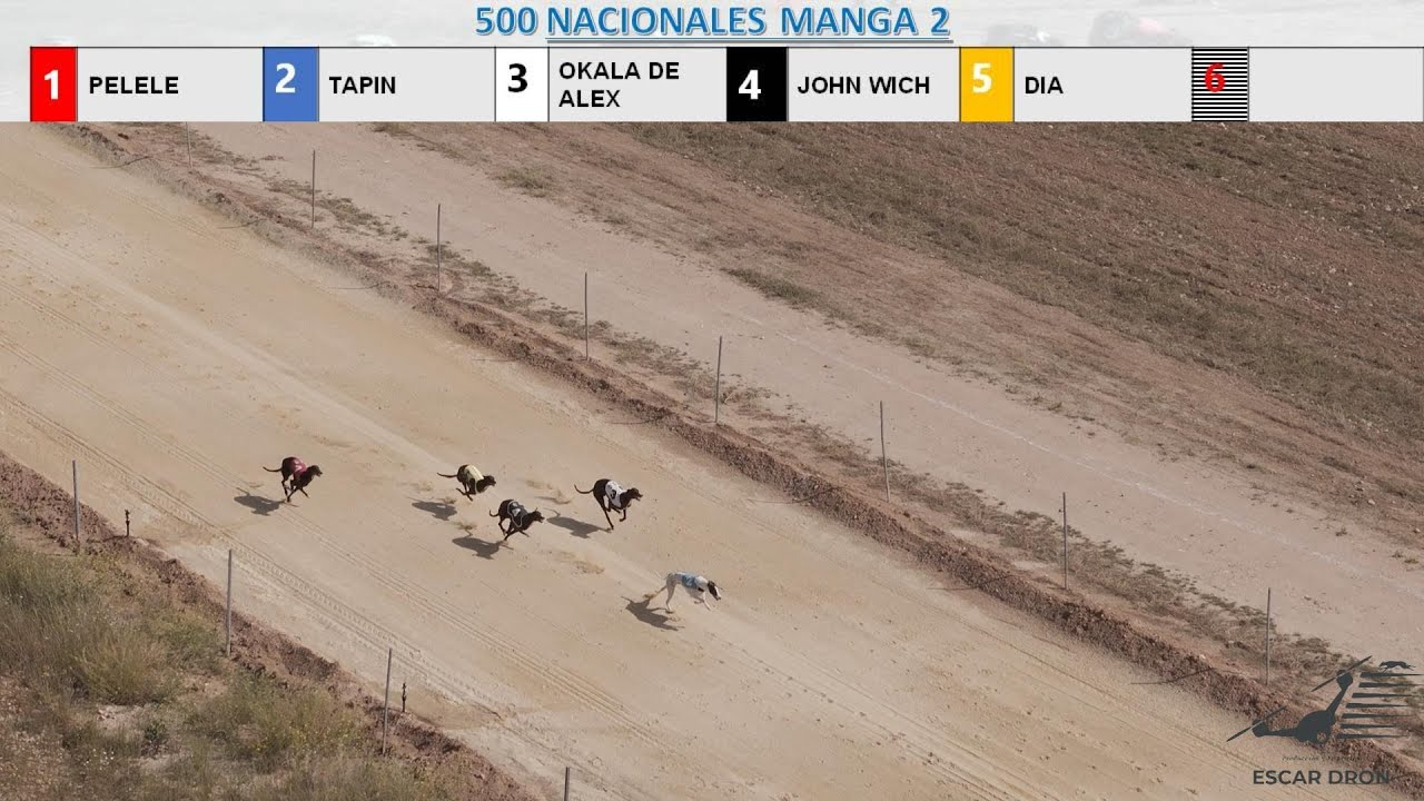 V Copa de Galgos Castilla-La Mancha