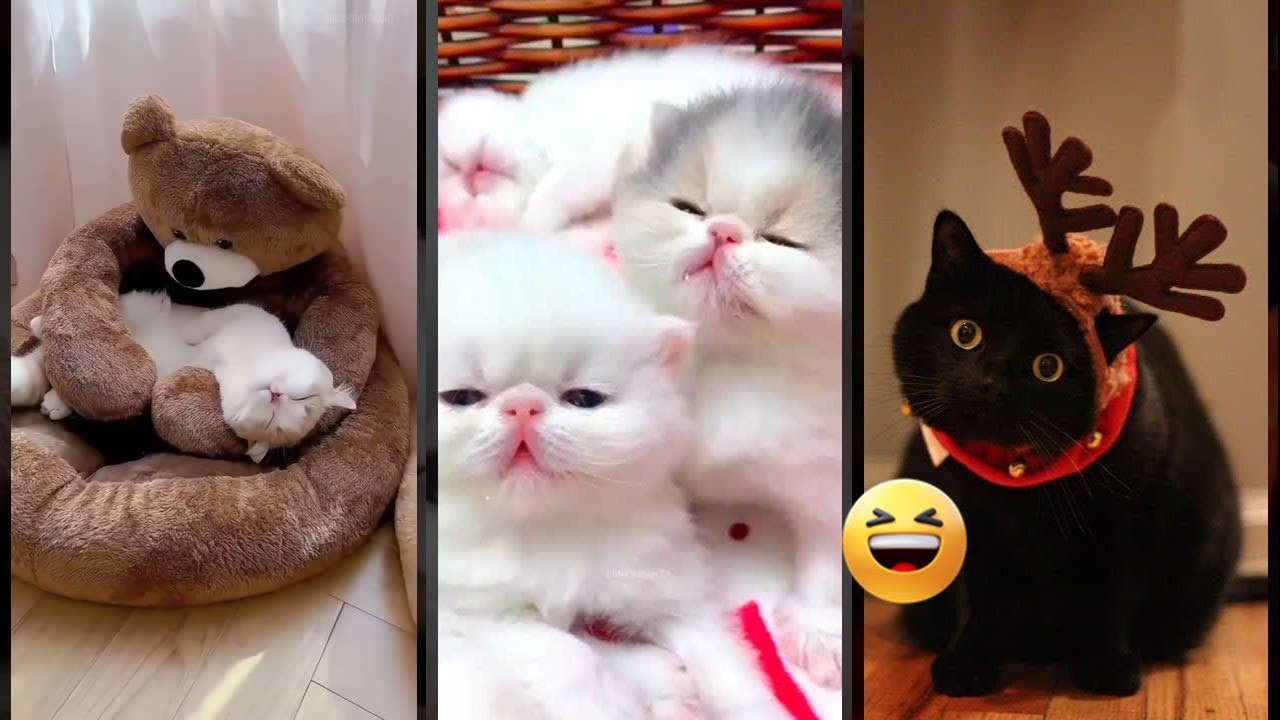 Cute Animals 😅 #animals 🥰 #mewmew Part 4699