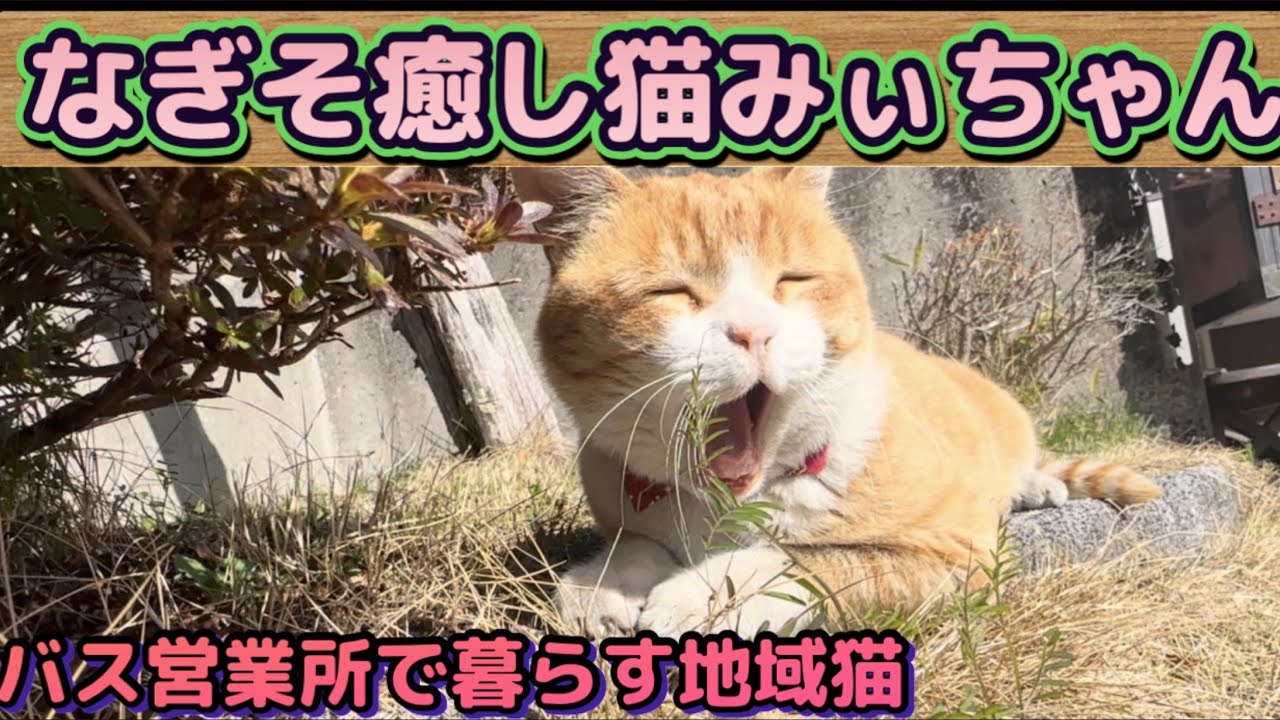 バス営業所で暮らす地域猫みぃちゃん日記3月20日②