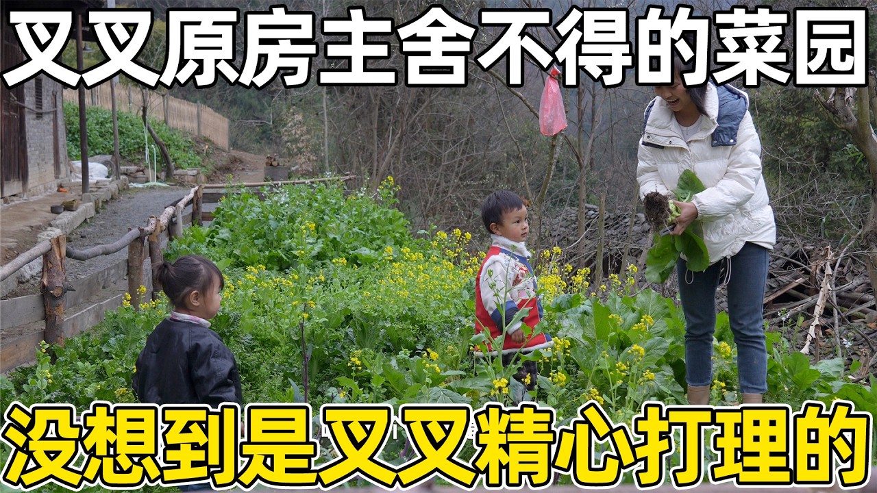 叉叉原房主还想来种菜，后悔把黄金挖走了，却没想过叉叉夫妇精心打理的菜园才会长的好