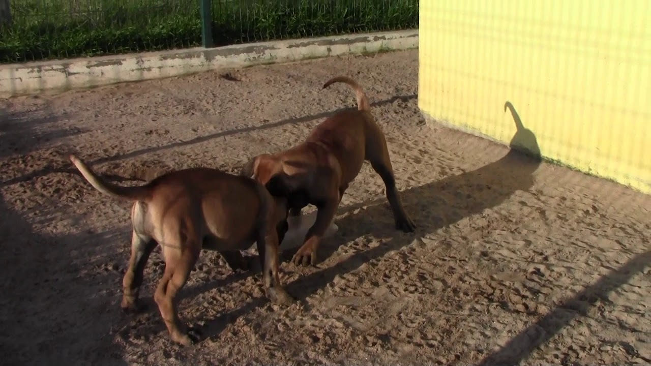 3 months old Boerboels puppies playing