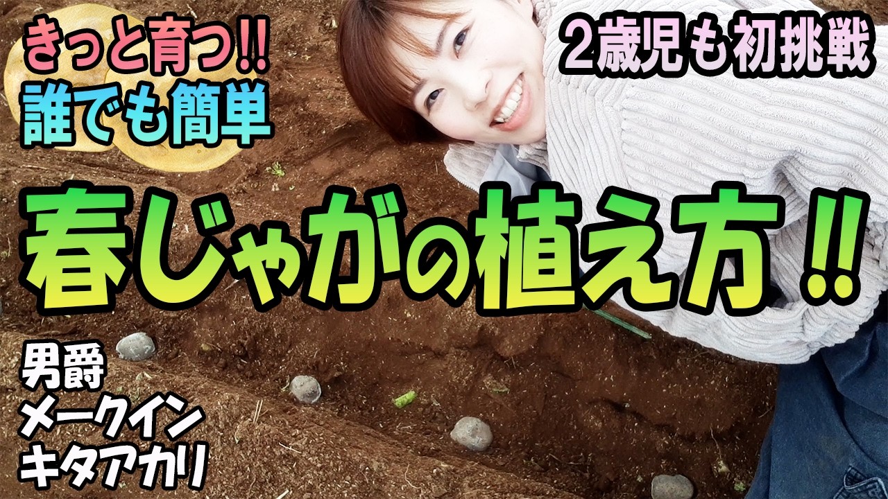 【春じゃが基本の植え付け】第１弾は男爵・メークイン・キタアカリの３品種/元肥は8-8-8＋シリカ