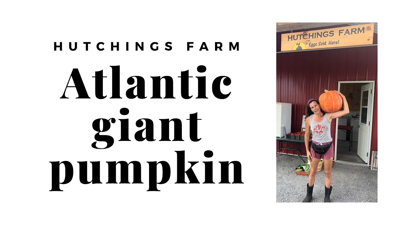 Harvesting seeds from an Atlantic Giant Pumpkin