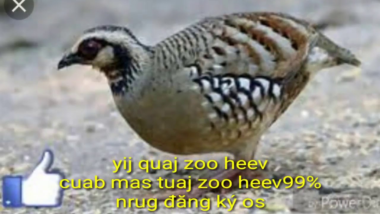 Yij cob kum quaj zoo heev nawb  2018