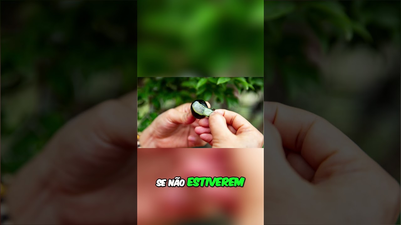 Como armazenar jabuticaba