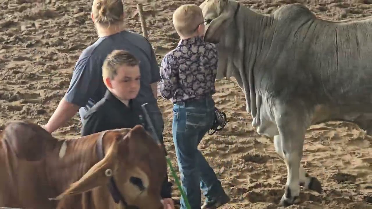 PeeWee Showmanship at FJBA Winter Spectacular 