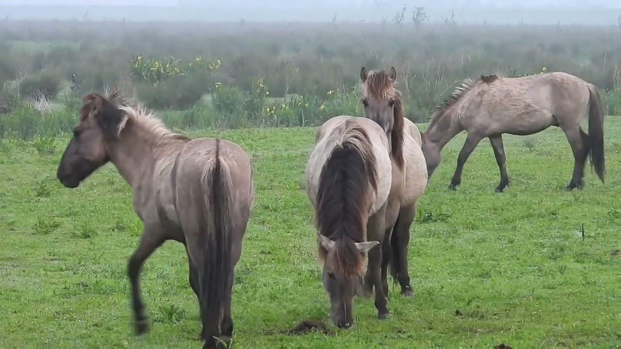 natuur in het rivieren gebied 