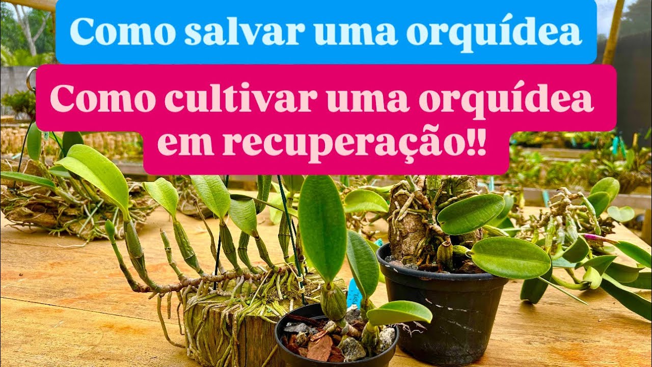 COMO SALVAR ORQUÍDEA - Plantando orquídeas em toquinho e vaso plástico!!!