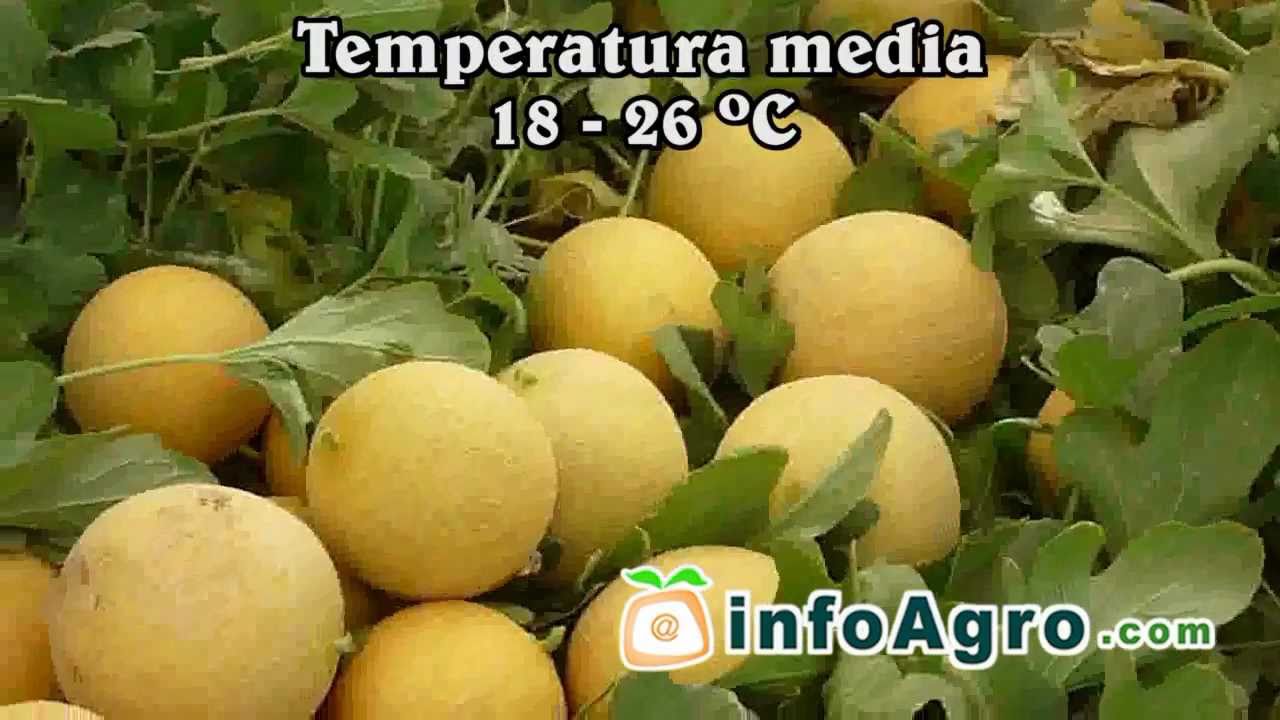 Cultivo del melón. 1ª parte