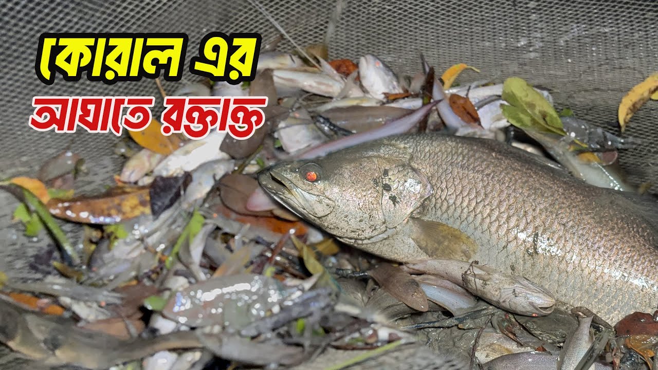 চরপাটা জালে কোরাল ধরতে গিয়ে রক্তাক্ত রাসেল হাওলাদার! 😱 | Fishing in Sundarban | Adventure BD