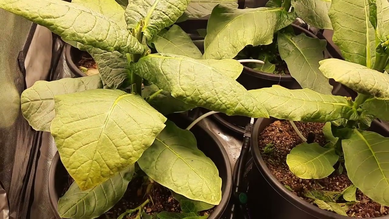 Xanthy Basma tobacco progress update.