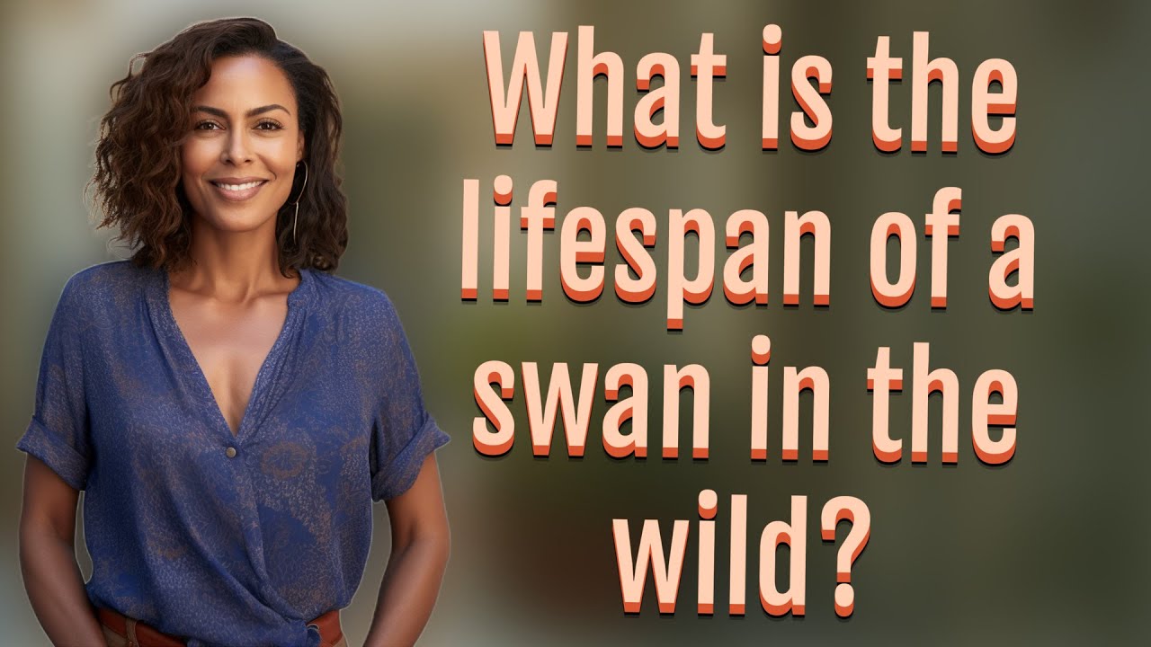 What is the lifespan of a swan in the wild?