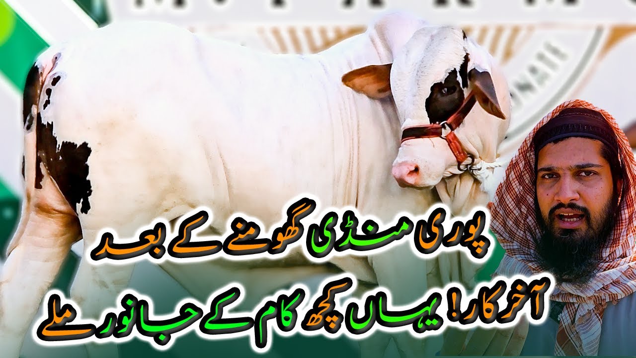 Pure Brahman Embryo Kid & Gulabi Kids for Bakra Eid 2026 / 2027 | M Farms