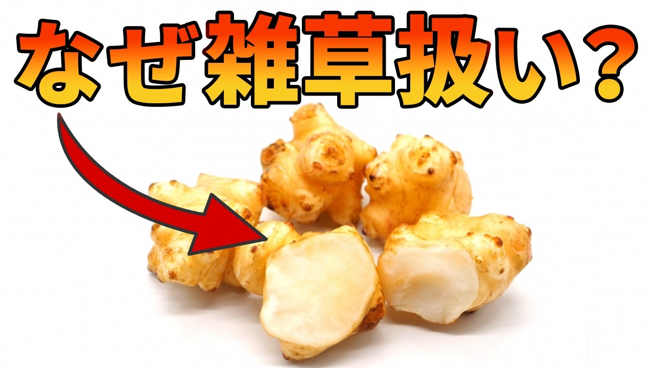 ずっと収穫できる健康食材が雑草扱いされている理由【キクイモ】