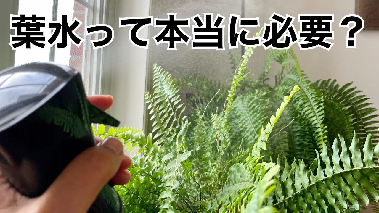［葉水って本当に必要？］私が葉水をやめた理由［観葉植物］