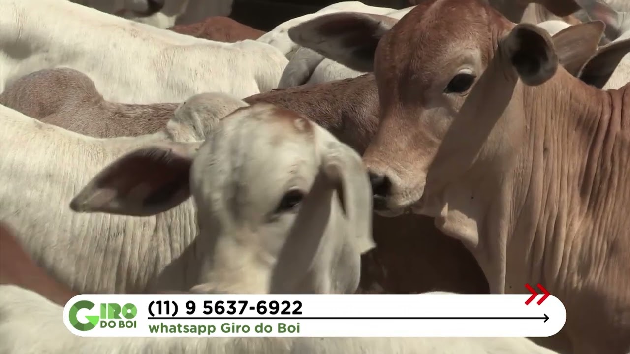 PROGRAMAÇÃO FETAL: SAIBA COMO PRODUZIR BEZERRÕES MAIS PESADOS A PARTIR DE VACAS BEM NUTRIDAS